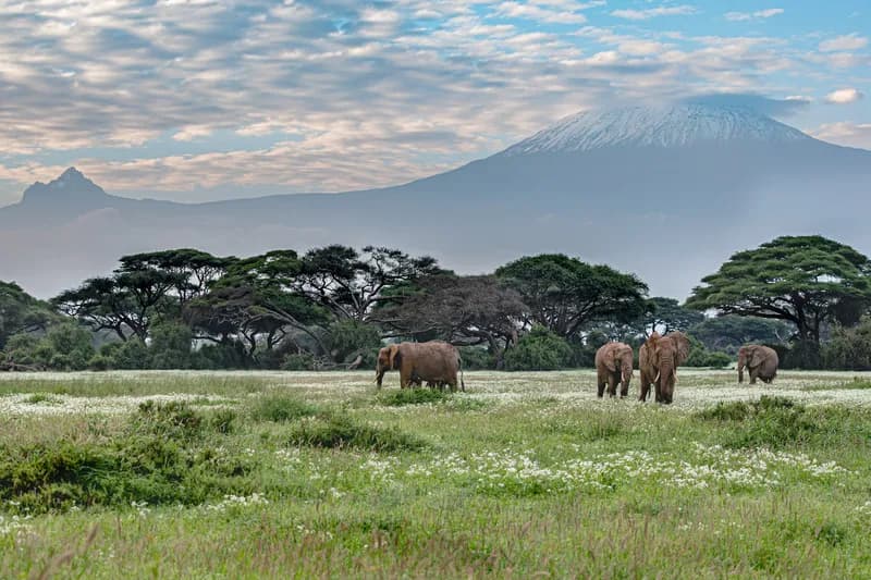 Mt. Kilimanjaro and Elephants in the Amboseli National Park