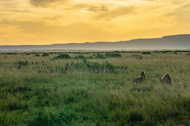 Masai Mara at sunset