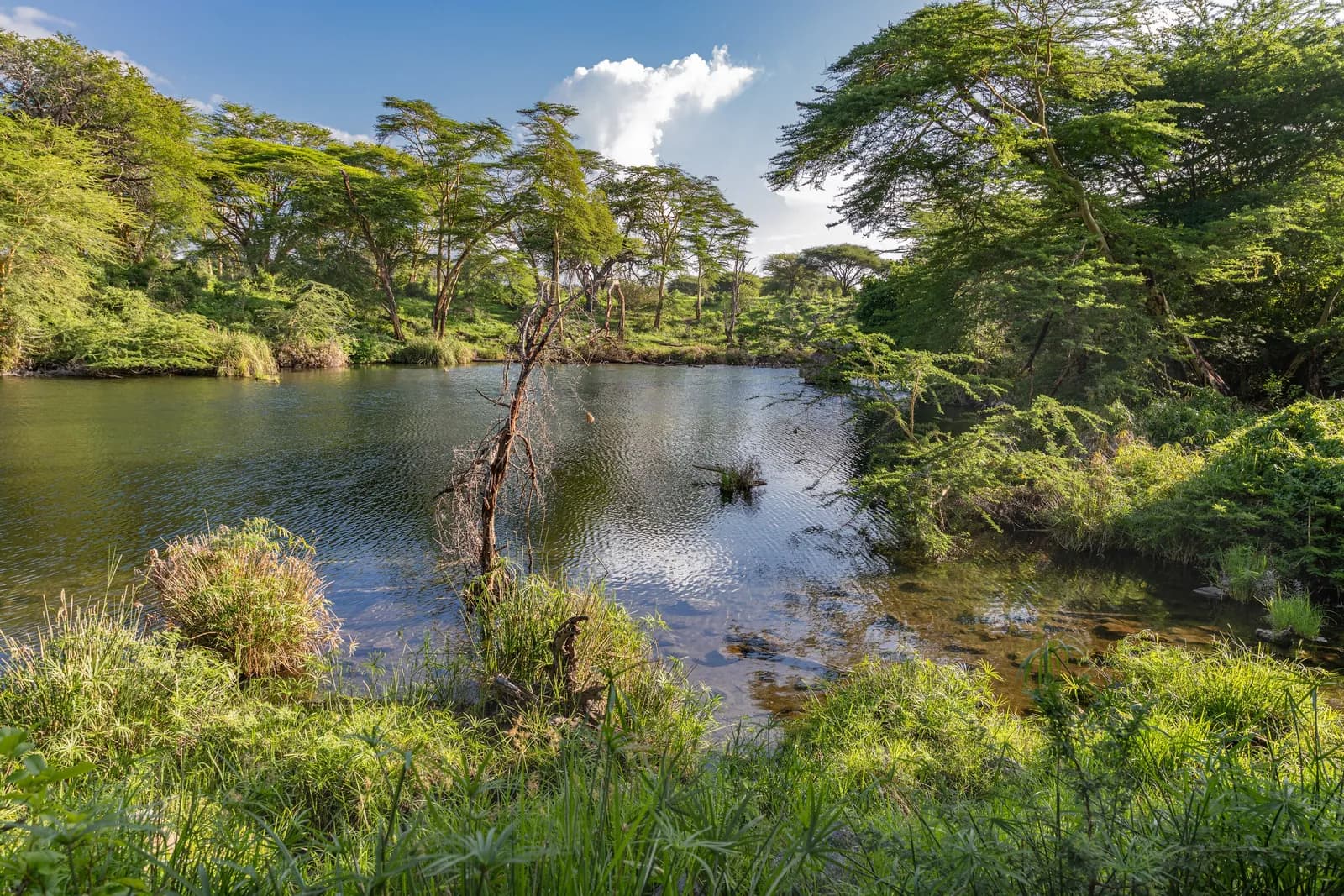 Mzima Springs, Tsavo West National Park