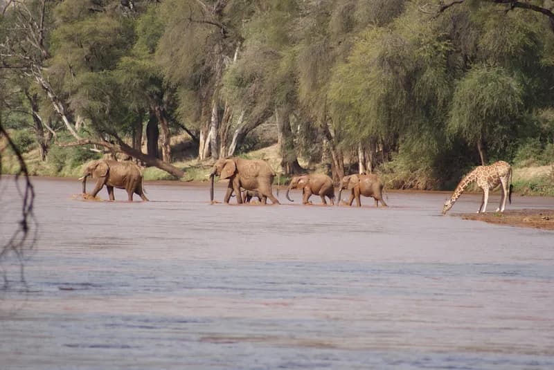 Elephants crossing the Ewaso Ng'iro river at Samburu Park, Kenya