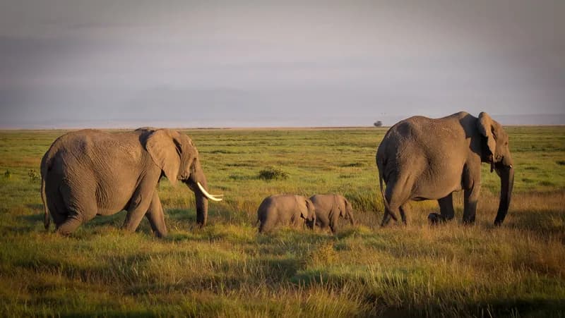 Twin elephants, a male and female, were delivered at the end of May 2018 by 39-year old "Paru," on the left, who lives in a herd of around 40 elephants. Kenyan Wildlife Service off