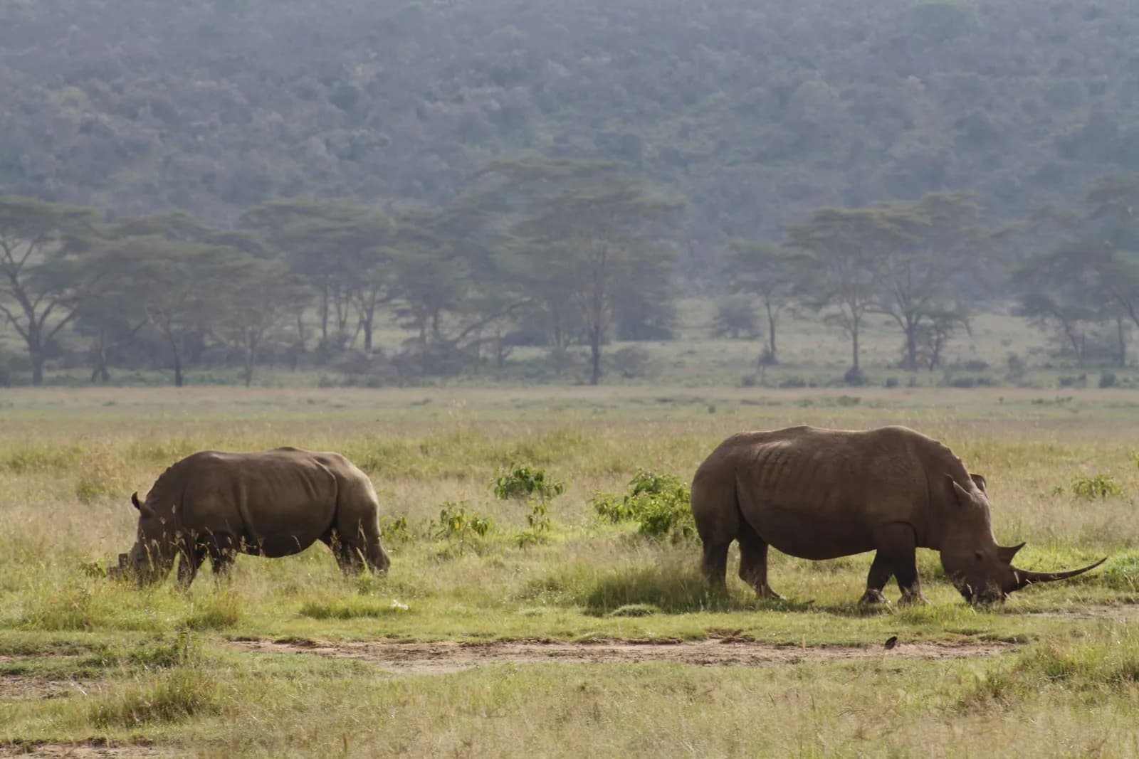 A White Rhino and her calf in the Lake Nakuru Game reserve.(Oct/ Nov 2010)