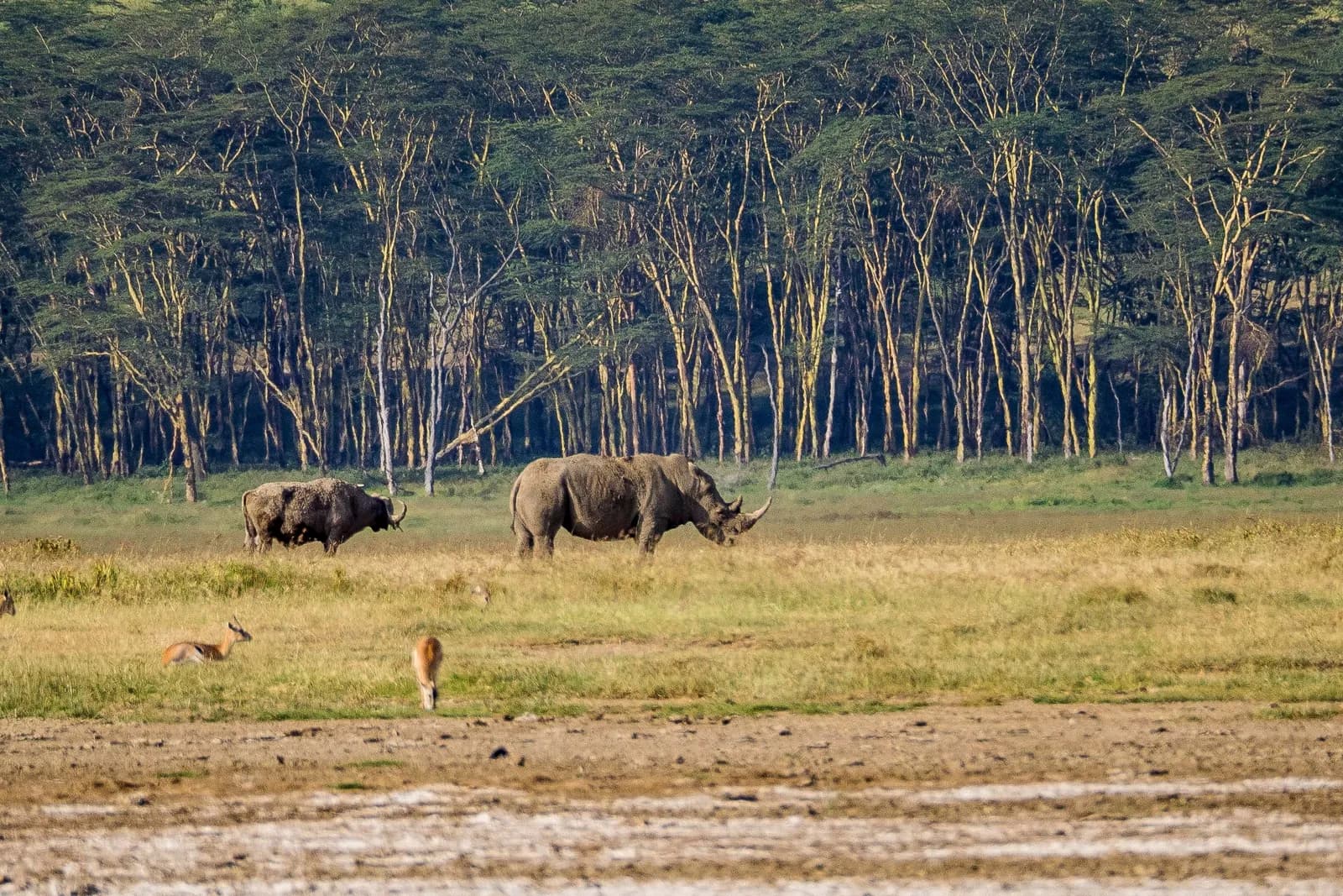 Rhino at Lake Nakuru National Park/ Kenya