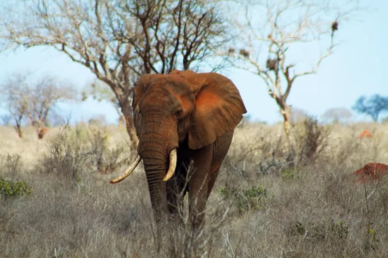The elephants are Tsavo East are red from the local mud they like to apply over themselves. A day safari in the large and less developed Tsavo East National Park in eastern Kenya.