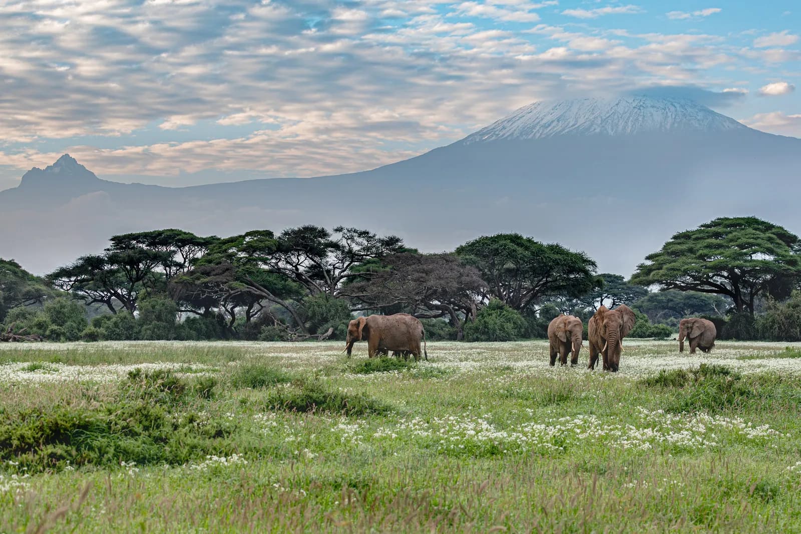 Mt. Kilimanjaro and Elephants in the Amboseli National Park