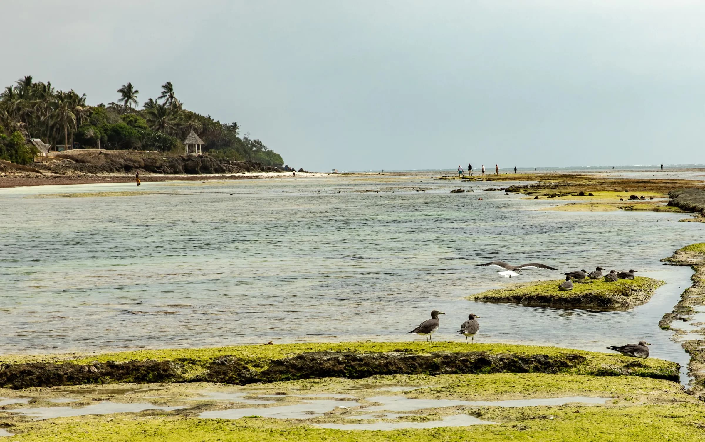 Life on the beach at low tide.