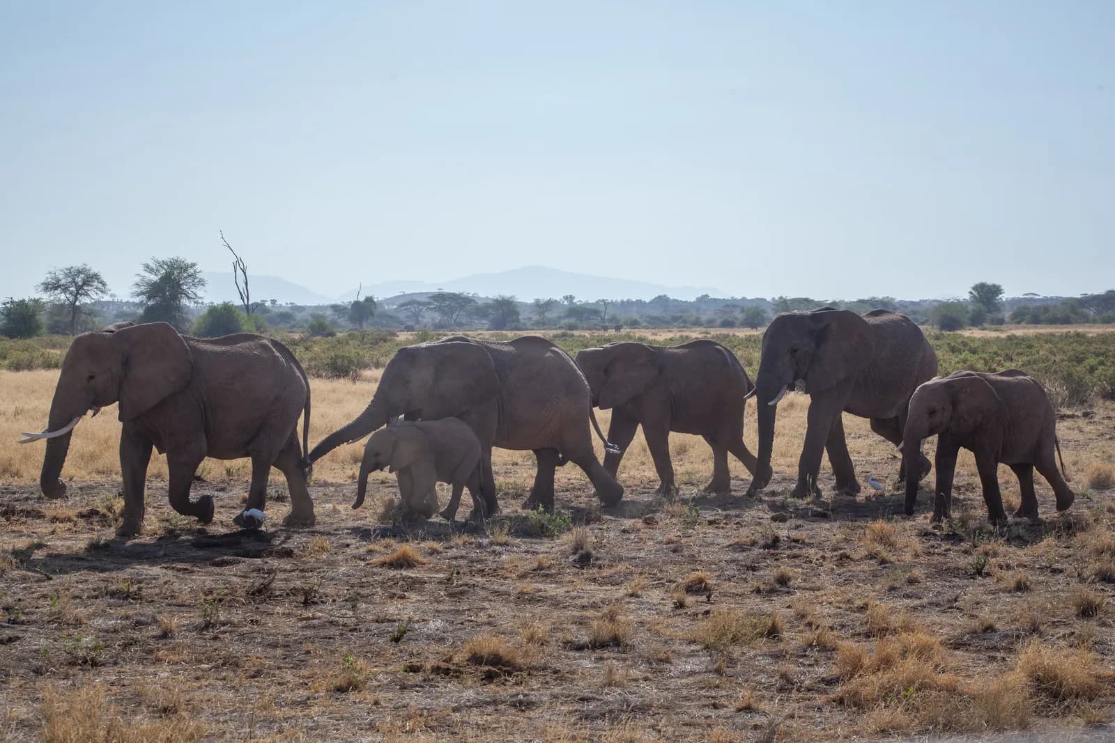 Samburu - march 2019 -85