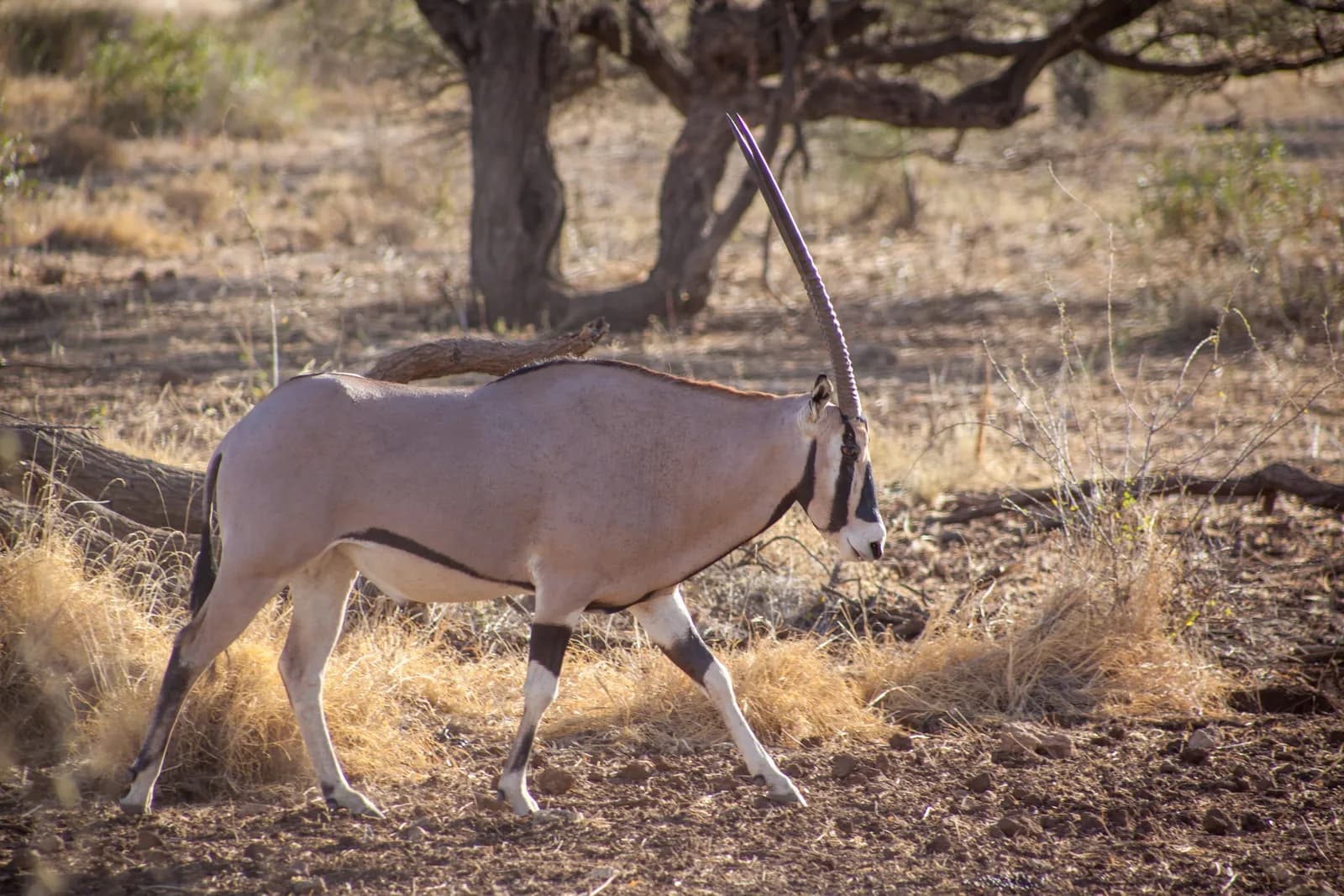 Samburu - march 2019 -66