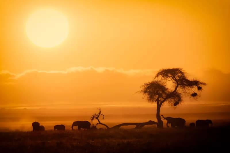 PUBLISHED: afrikaportal.eu/en/animal-protection-in-africa-1-with-dog... <a href="https://www.terra-incognita.travel/2018/the-incarnation-of-the-new-form-of-poac