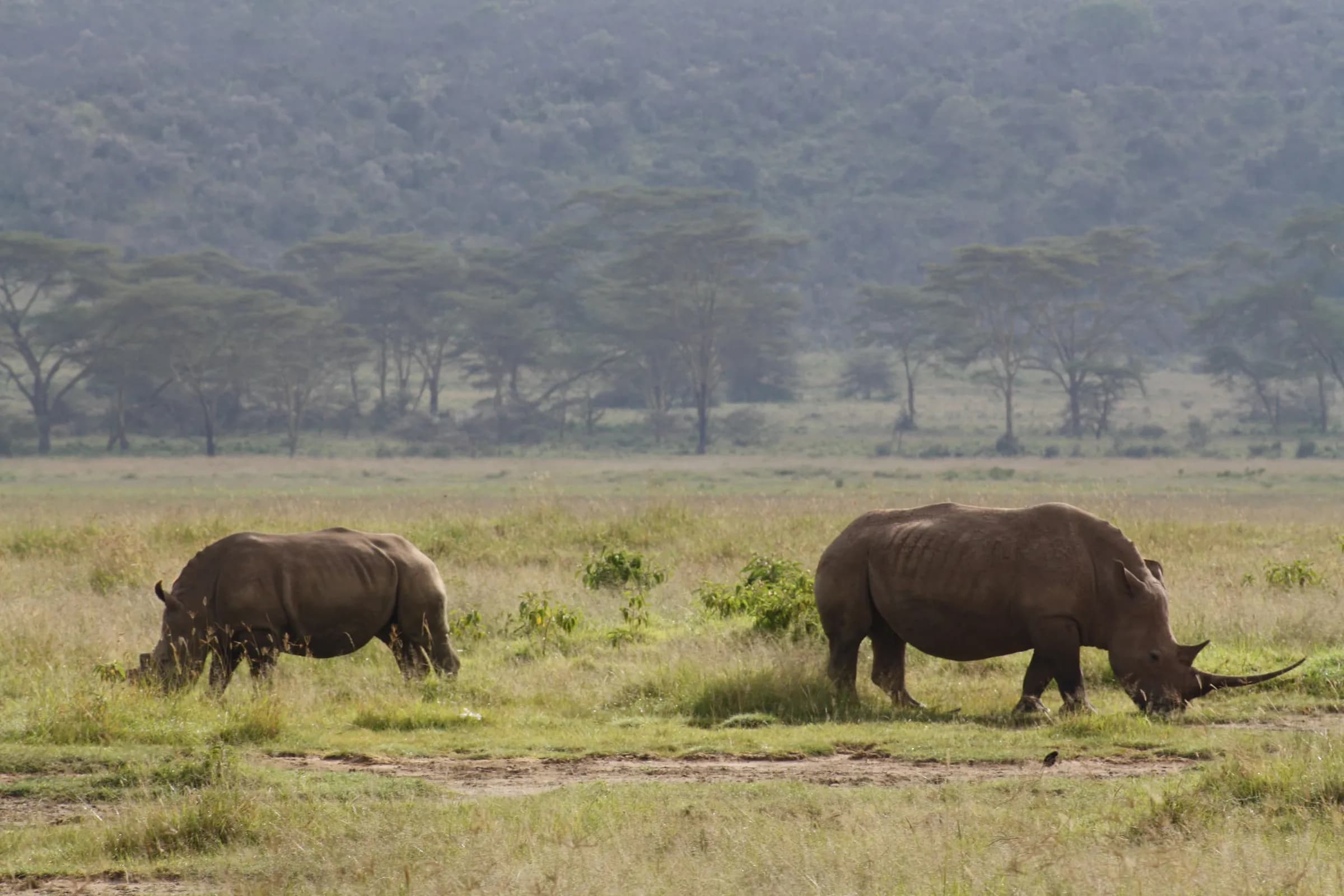 A White Rhino and her calf in the Lake Nakuru Game reserve.(Oct/ Nov 2010)