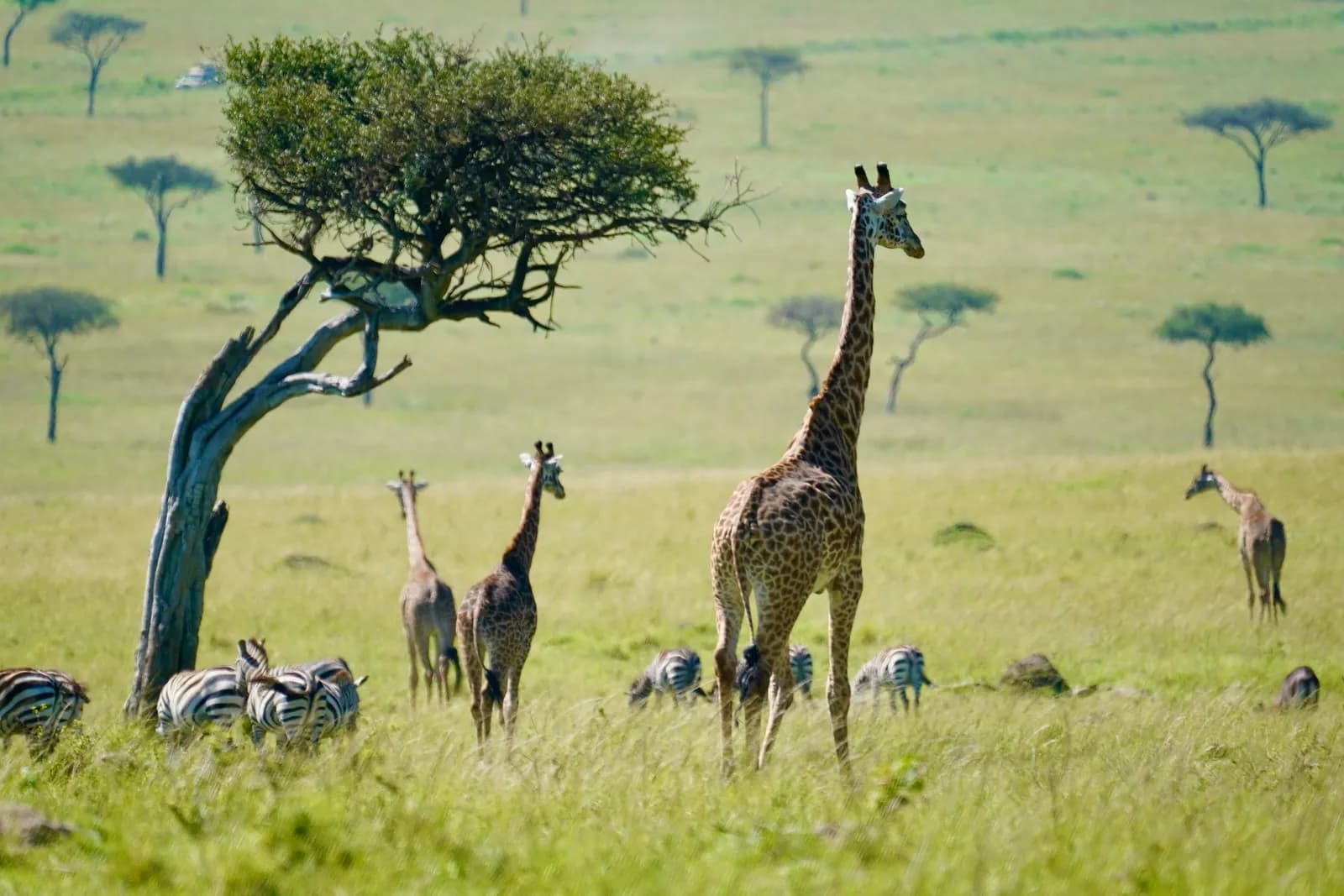 Masai giraffe heard grazing alongside zebras